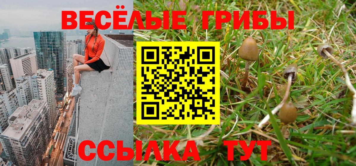 где найти   Вход с VPN  Сегежа  Псилоцибиновые грибы Psilocybe 